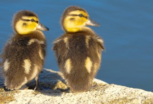 Duckies