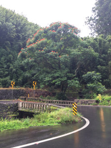 My Hawaii Playlist (Still On My Mind.... Jam with Me!) My Hawaii Playlist (Still On My Mind.... Jam with Me!)