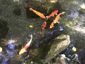 Always Learning: I Still Don't Really Know What I'm Doing Always Learning: I Still Don't Really Know What I'm Doing